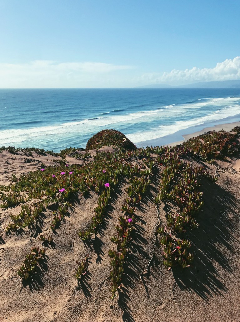 sand dunes and sea figs