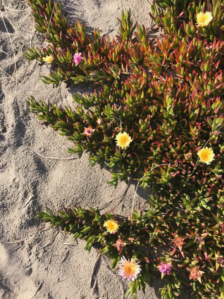 sand dunes and sea figs