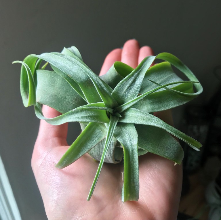 all about air plants