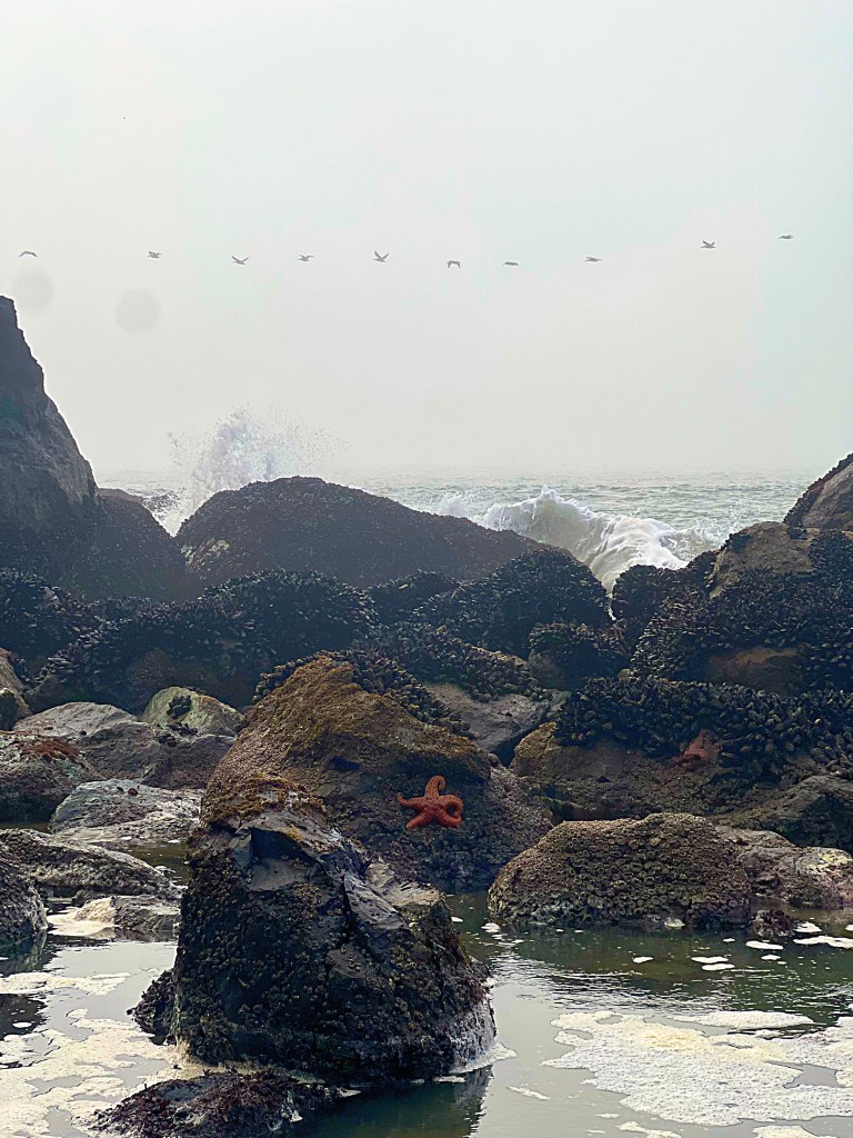 starfish spotted at Mile Rock Beach in San Francisco