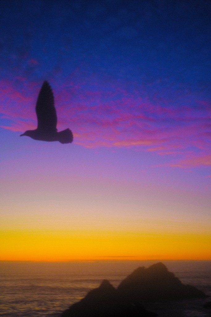 seabird silhouettes at sunset in San Francisco